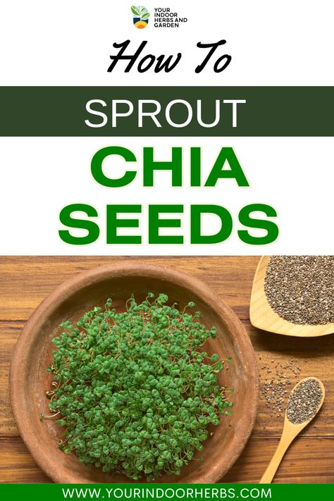 Sprout Chia Seeds, Chia Sprouts, Chia Seed Plant, Sprouting Chia Seeds, Growing Chia Seeds, Chai Seed, Soak Chia Seeds, Indoor Herbs, What Is Healthy Food