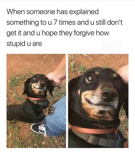 When someone has explained something to u 7 times and u still don’t get it and u hope they forgive how stupid you are Funny Dog Memes, Memes Humor, Disney Memes, Funny Animal Memes, Animal Jokes, On The Ground, Really Funny Memes, Dog Memes, Super Funny