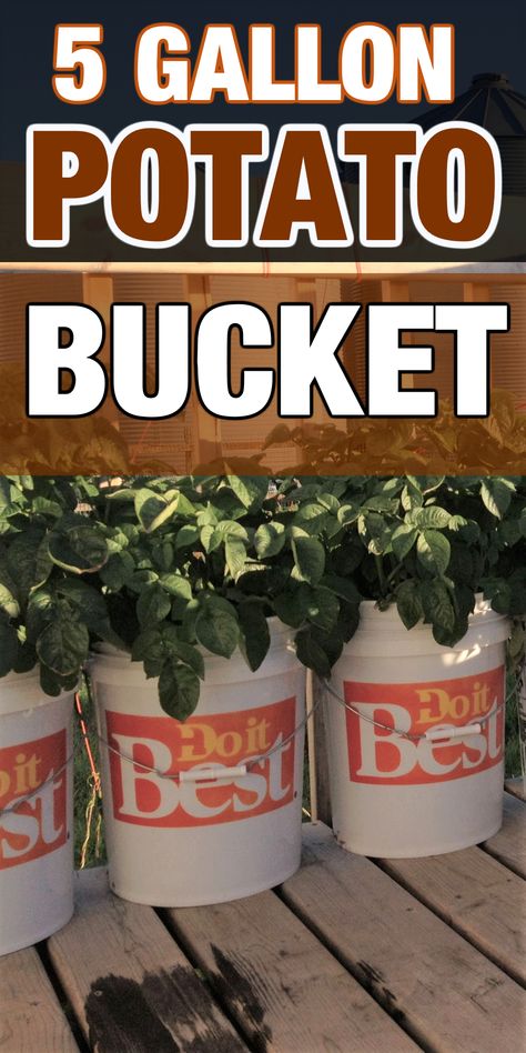 planting potatoes Container Growing Potatoes, Potato In Bucket How To Grow, Potato Planter Ideas, Bucket Gardening Ideas, 5 Gallon Bucket Potatoes, Potato Bucket Diy, How To Plant Potatoes In A Bucket, Planting Potatoes In Buckets, Bucket Potatoes How To Grow