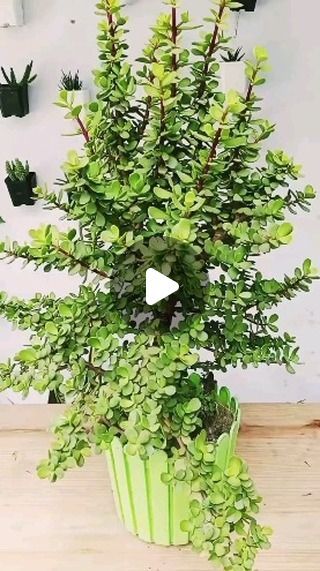 gardening uk 18 on Instagram: "How to make jade bonsai #instagram #reel #gardeningtips #plants #sunset" How To Make Jade Plant Bonsai, Jade Bonsai Styles, Propagating Jade Plants, Jade Plant Pruning, Jade Plant Bonsai, Jade Plant Care, Propagate Plants, Bonsai Making, Jade Bonsai