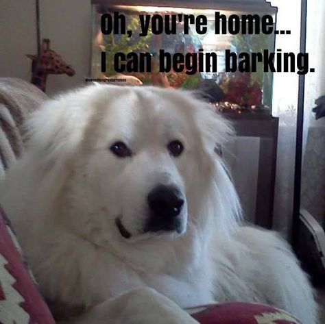 Thor Aesthetic, Animal Humor Dog, Pyrenees Puppies, Maremma Sheepdog, Great Pyrenees Puppy, Pyrenees Dog, Great Pyrenees Dog, Amazing Dogs, Great Pyrenees