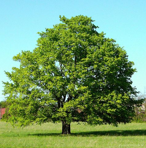 How about a maple tree for summer shade and fall color? Agriculture Pictures, Maple Leaf Tree, 숲 사진, Red Maple Tree, Soul And Spirit, Spring Leaves, Picture Tree, Save Trees, Red Maple