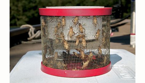 How to Raise Crickets for Chicken Snacks You can buy crickets at bait stores or pet-supply retailers, or you can grow your own. Here's what you need and how it works. Raising Crickets, Cricket Farm, Cricket Farming, Hedgehog Care, Hedgehog Cage, Chicken Club, Chicken Snacks, Big Jar, Poultry Feed