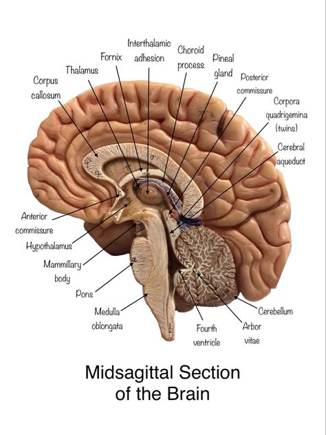 Brain Anatomy And Function, Human Body Vocabulary, Human Brain Anatomy, Medical Terminology Study, Human Muscle Anatomy, Study Biology, Medical School Life, Basic Anatomy And Physiology, Nurse Study Notes