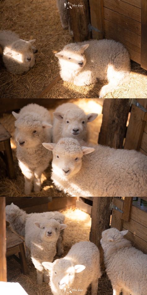 Sheep And Lamb, Pretty Animals, Cute Creatures, Sweet Animals, Cute Little Animals, 귀�여운 동물, Cuteness Overload, Animals Friends, Beautiful Creatures