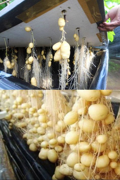 Potato Gardening, Grow Potatoes, How To Store Potatoes, Planting Potatoes, Garden Layout Vegetable, Vegetable Garden Diy, Growing Potatoes, Veg Garden, Home Vegetable Garden