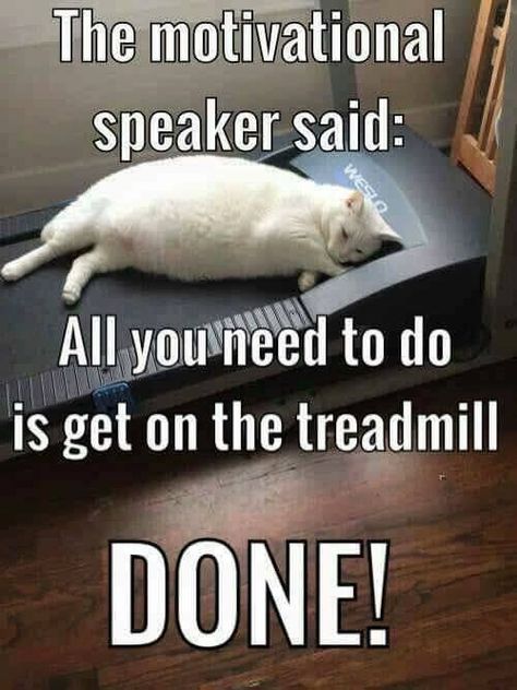 White Cat Meme, Funny Animal Pics, Farmville 2, Söt Katt, Kitty Stuff, Funny Animal Quotes, Funny Animal Jokes, Animal Pics, Cat Quotes