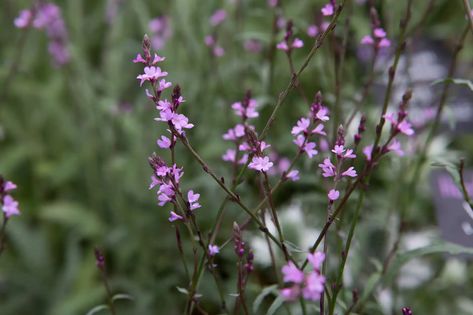 Verbena Bampton, Hydrangea Border, Verbena Officinalis, Chamomile Plant, Flower Borders, Witch Garden, Dry Garden, Gravel Garden, Attracting Bees