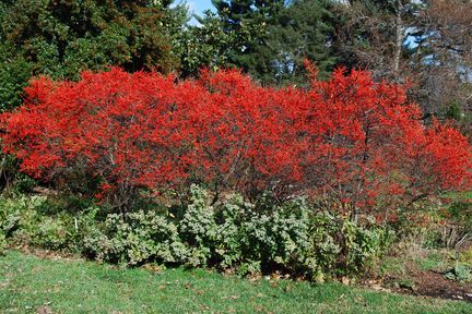 Winterberry Bush, Winterberry Holly, Trees For Front Yard, Urban Homestead, Winter Berries, Winter Plants, Winter Red, Smart Garden, Wildlife Gardening