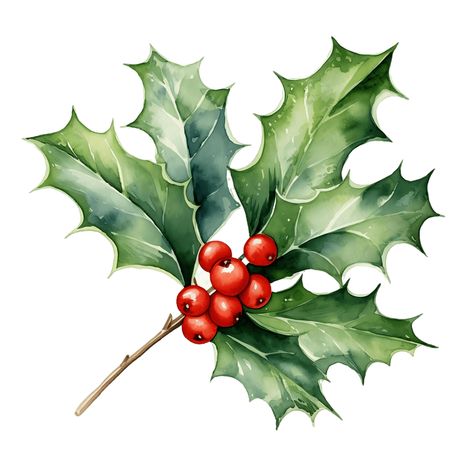 Create festive holiday designs with this watercolor Christmas holly clipart set. Each illustration features beautifully detailed holly leaves and berries, perfect for adding a touch of Christmas charm to your projects. Use these high-quality digital graphics for holiday cards, invitations, decorations, and more, and bring the spirit of the season to life. 10 High Quality JPG files White Background 4096 X 4096 300 dpi --- What you will receive? --- When you purchase this design from my shop you will immediately receive 3 .rar files that have the above mentioned clipart images. PLEASE NOTE: No physical product will be shipped to you. This is an instant download. After purchase, you can access your downloads by visiting your Etsy Profile > Purchases and Reviews --- Notes --- Subject positioni Holly Clipart, Holly Watercolor, Holly Leaves And Berries, Christmas Berries, Christmas Plants, Christmas Greenery, Holly Berry, Christmas Drawing, Christmas Charms