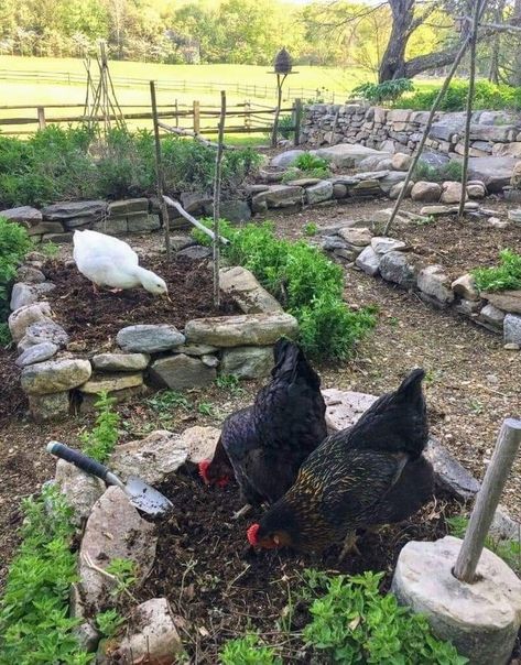 Gothic Homesteading, Farm Plans, Backyard Flocks, Gothic Garden, Chicken Garden, Backyard Chicken Coops, Desert Garden, Veg Garden, Living Off The Land