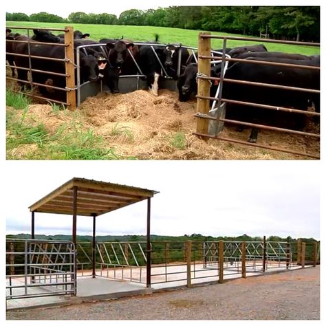 Cow Paddock, Show Cattle Barn, Hay Feeder For Horses, Cattle Feeder, Paddock Trail, Livestock Barn, Horse Farm Ideas, Barn Hacks, Horse Hay