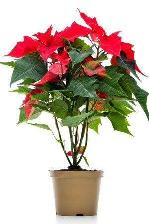 Christmas Cactus Care, Poinsettia Care, Christmas Cactus Plant, Poinsettia Plant, Household Plants, Plant Care Houseplant, Christmas Plants, Inside Plants, Poinsettia Flower