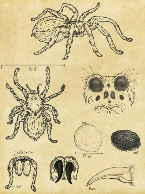 Acromantula - Fantastic Beasts and Where To Find Them Harry Potter Spider, Fantastic Beasts Drawing, Fantastic Beasts Tattoo, Mystical Creatures Mythology, Fantastic Beasts Creatures, Harry Potter Creatures, Fantastic Beasts 2, Theme Harry Potter, Images Harry Potter