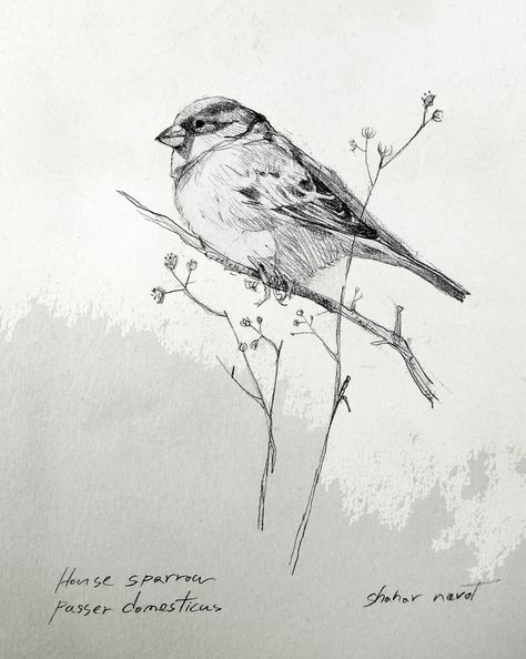 Sparrow at ArtfullyWalls, #sparrow #birds #wildlife #nature #homeinspiration #styleithappy #homedetails #dreamhome #housegoals #interiorlovers #designinspo #decorinspo #interiordecor #interiordesign #artfullywalls #gallerywall #gallerywalldecor #gallerywallinspo #artprints #stellarspaces #homeinspiration #rockininteriors #sorealhomes #interiorlovers #interiorstyling #styleithappy #artfullywalls #gallerywall #gallerywallinspo#affordableartprints Bird Drawing Easy, Watercolor Birds Tutorial, Drawing Easy Pencil, Simple Bird Drawing, Shading Pencil, Sparrow Drawing, Pencil Drawing Inspiration, Drawing S, Sparrow Art