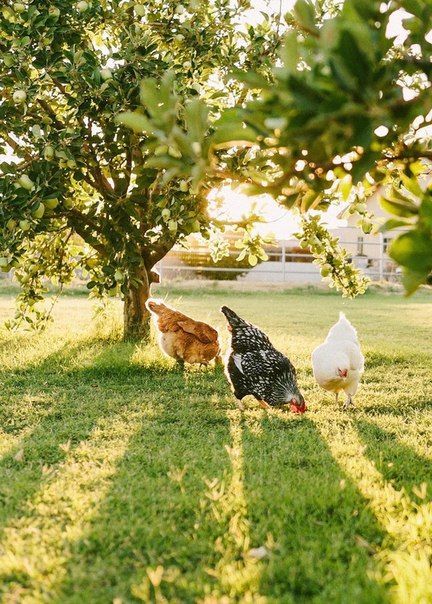 Future Farms, Keeping Chickens, Chickens And Roosters, Farms Living, Down On The Farm, Chicken Farm, Country Farm, Apple Tree, Chickens Backyard