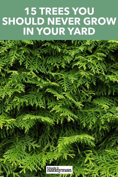 15 Trees You Should Never Grow in Your Yard Cedar Trees Landscaping Front Yards, Cypress Trees Landscape Front Yards, Planting Cedar Trees, Eastern Red Cedar Tree Landscaping, Conifer Garden Design, Garden With Pine Trees, Leyland Cypress Landscaping, Leland Cypress Landscaping, Dawn Redwood Tree