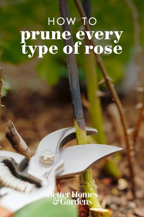 Keep your rose shrubs, climbers, heirlooms, or modern hybrid roses looking their best with these time-tested tips for trimming back your roses each year. #roses #howtopruneroses #rosegarden #bhg When To Trim Rose Bushes, Garden Shelf Ideas, Trimming Roses, Trim Rose Bushes, Apartment Patio Garden, Hybrid Roses, Propagate Roses, Fairy Garden Box, Roses Garden Care