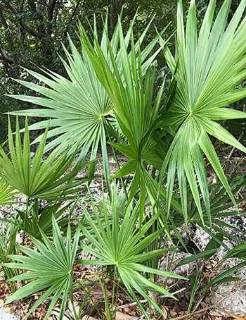 Saw Palmetto - The Lost Herbs Palm Trees For Sale, Trees Nursery, Florida Palm Trees, Small Palm Trees, Palmetto Tree, Saw Palmetto, Garden Stand, Small Palms, How To Attract Birds