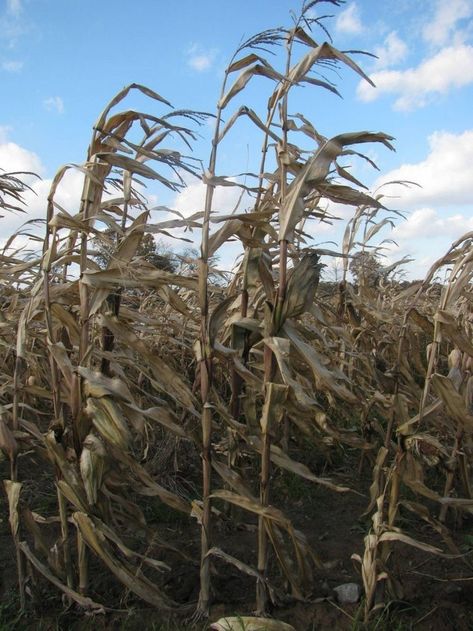 Dried Corn Stalks, Corn Drawing, Heron Tattoo, Sunflowers Field, Dried Sunflowers, Corn Stalks, Corn Field, Dried Corn, Summer Harvest