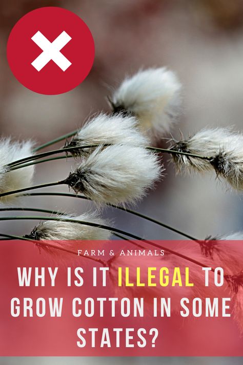 Professional cotton growers have aggressive measures in place to combat boll weevils. If a backyard grower allows the pests to get established, it could threaten the commercial cotton crop. Read on to learn more on why is it illegal to grow cotton in some states. How To Grow Cotton, Grow Cotton, Farm Crops, Growing Cotton, Cash Crop, Cotton Boll, Cotton Fields, Cotton Plant, Garden Gate
