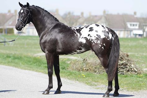 Blanket Appaloosa, Horse Markings, Horse Story, Indian Horses, Pony Breeds, Horse Inspiration, Most Beautiful Horses, Appaloosa Horses, All The Pretty Horses