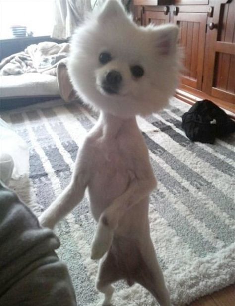 25 Adorably Tragic Half-Shaved Animals - BuzzFeed Shaved Animals, Funny Looking Animals, Dog Fails, Dog Haircuts, Poor Dog, Söt Katt, Funny Dog Pictures, Bad Dog, Crazy Dog