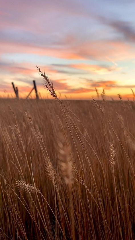 Beige Aesthetic Video, Golden Hour Video, Sun Video, Peaceful Backgrounds, Country Sunset, Sky Gif, Field Wallpaper, Moving Backgrounds, Country Videos