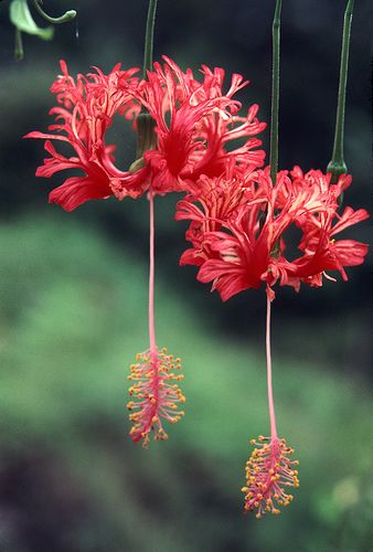 Hibiscus Schizopetalus, Fleurs Diy, Hibiscus Plant, Unusual Plants, Unusual Flowers, Rare Flowers, Unique Flowers, Exotic Plants, Exotic Flowers