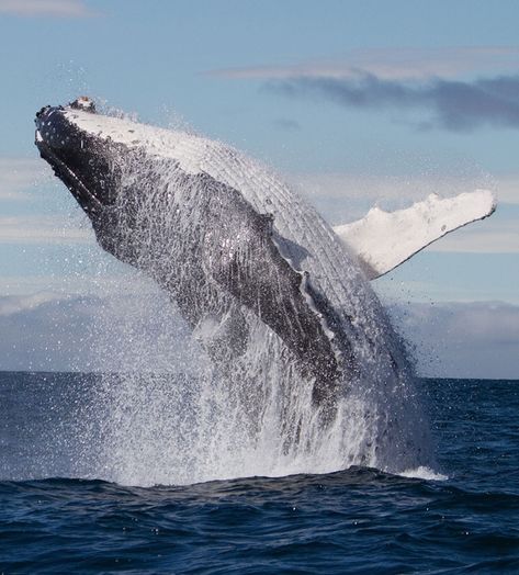 This season's first humpback whale has been spotted. Early season whale watch tours are happening now—sightings are guaranteed! Whale Painting, Hawaii Pictures, Save The Whales, Water Drawing, Cute Whales, Whale Art, Marine Conservation, A Whale, Ocean Wallpaper