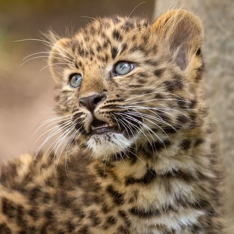 Leopards, Leopard Pictures, Amur Leopard, Leopard Cub, Eyes Wide Open, Baby Leopard, Big Cats Art, Wildlife Animals