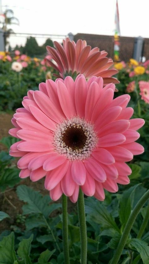 Mis favoritas!! نباتات منزلية, Gerber Daisies, Flower Therapy, Gerbera Daisy, Beautiful Flower Arrangements, Irises, Exotic Flowers, Flowers Nature, Beautiful Blooms