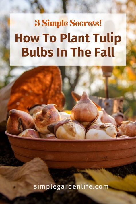 tulip bulbs with fall leaves in the blurred background. Fall Garden Care, When To Plant Bulbs, Fall Bulb Planting, When To Plant Tulips, Planting Tulip Bulbs, Houseplant Tips, Growing Garden, Fall Planting, Planting Tulips