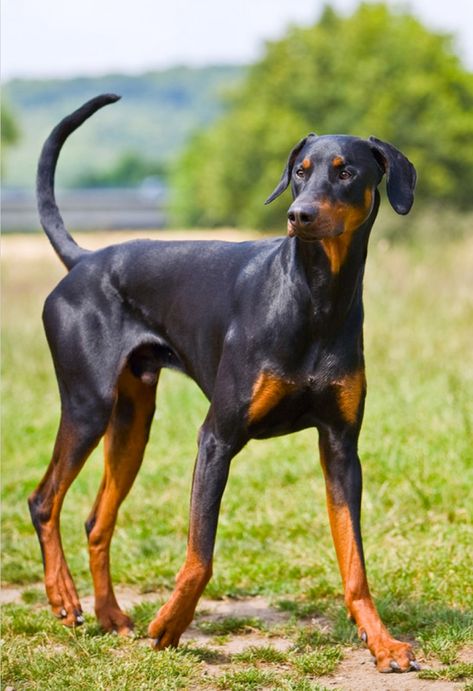 Tail Docking and Ear Cropping in Dogs – Spot Speaks Doberman Pinscher Uncropped, Uncropped Doberman, Doberman With Floppy Ears, Natural Doberman, Doberman Natural, Perro Doberman Pinscher, American Doberman, Doberman Pinscher Natural Ears, Black And Tan Terrier