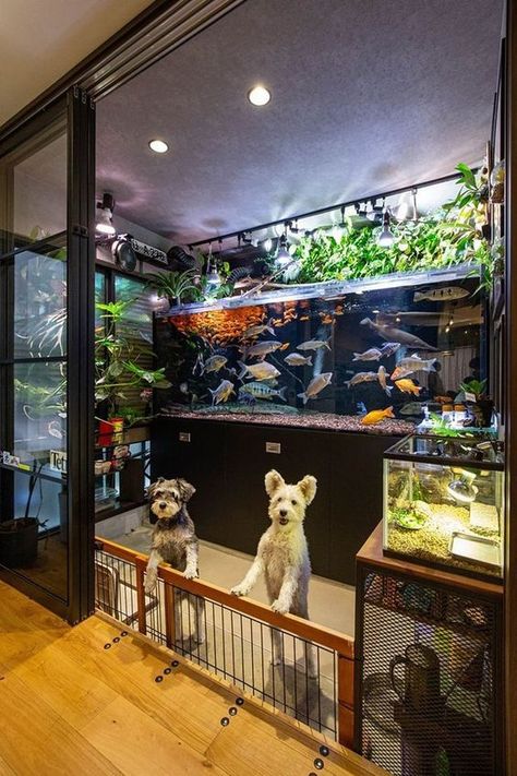 Aquarium Store, Fish Tank Themes, Fish Tank Terrarium, Cool Fish Tanks, Reptile House, Natural Swimming Ponds, Reptile Room, Fishing Room, Fresh Water Fish Tank