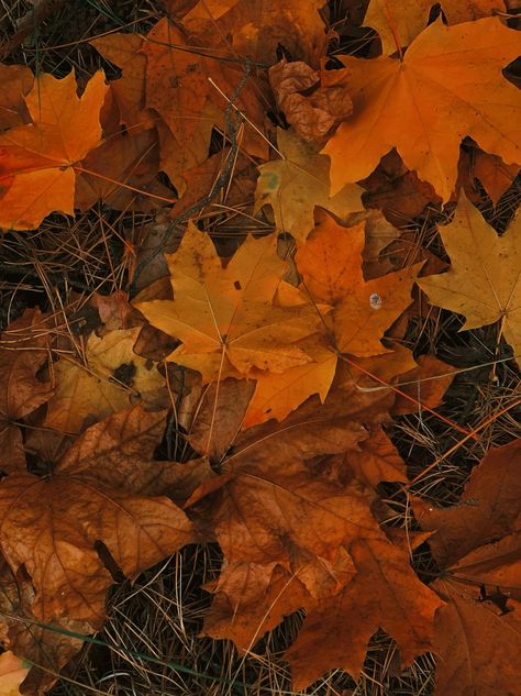 Embrace the vibrant hues of autumn with the stunning colors of maple leaves. Crunchy Autumn Leaves, Fall Leafs Aesthetic, Maple Leaves Aesthetic, Fall Foliage Aesthetic, Autumn Leaf Aesthetic, Maple Leaf Aesthetic, Maple Aesthetic, Autumn Aesthetic Leaves, Leafs Aesthetic