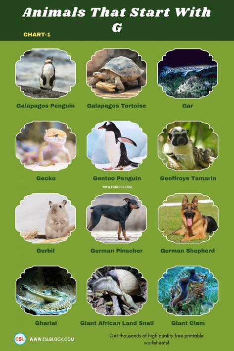 Nature, Giant African Land Snails, Grey Reef Shark, Animal Infographic, Golden Lion Tamarin, Greenland Dog, Giant Panda Bear, Alphabet Animals, The Letter G