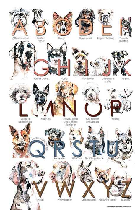 Dog Breed Poster Now Available! | PORTRAITS BY RACHAEL ROSSMAN Dog Breed Poster, Facts About Dogs, Fun Facts About Dogs, Dog Information, About Dogs, Beatles Songs, Dog Facts, Alphabet Poster, Dog Breed