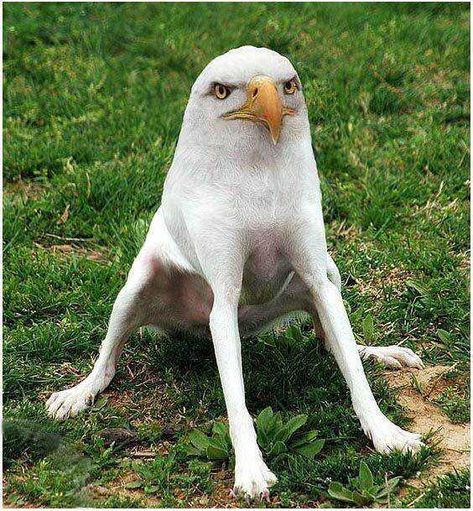 Birds With Arms, Photoshopped Animals, Animal Mashups, Mixed Animals, Bizarre Animals, Animal Hybrids, Hybrid Animals, Strange Animals, Funny Bunnies