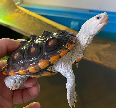 Beautiful! Diamondback Terrapin, Pictures Of Turtles, Types Of Turtles, Small Turtle, Small Turtles, Cute Reptiles, Tortoise Turtle, Terrapin, Cute Turtles