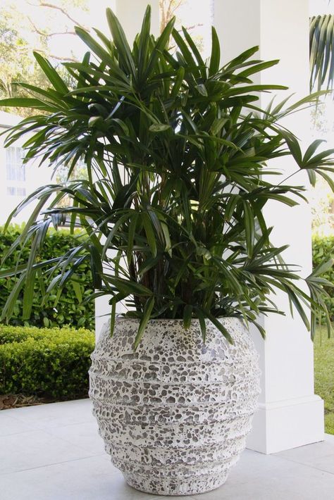 Looking to make a statement in your home or garden? We think the best way is with an oversized statement pot and plant combo. Whether you're looking for extra large pots for outdoor plants or large decorative pots for indoor plants, our fantastic range at Flower Power has got you covered. Extra Large Outdoor Planters, Large Water Features, Oversized Planters, Extra Large Planters, Indoor Plant Display, Pots For Indoor Plants, Large Outdoor Planters, Succulent Landscape Design, Large Indoor Plants