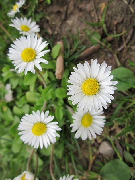 Common Daisy, Marguerite Daisy, Oxeye Daisy, English Daisy, Bellis Perennis, Lawn Care Tips, Daisy Tattoo, Street Trees, Photographer Camera