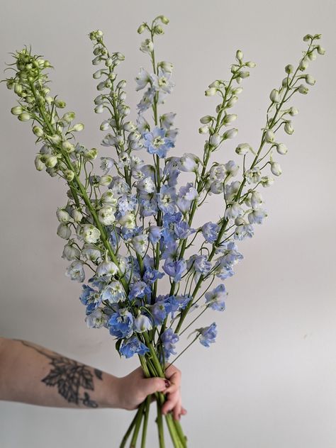 Collage, Flowers, Floral, Light Blue Delphinium, Blue Delphinium, Delphinium, Birth Flowers, Light Blue, Make It Yourself