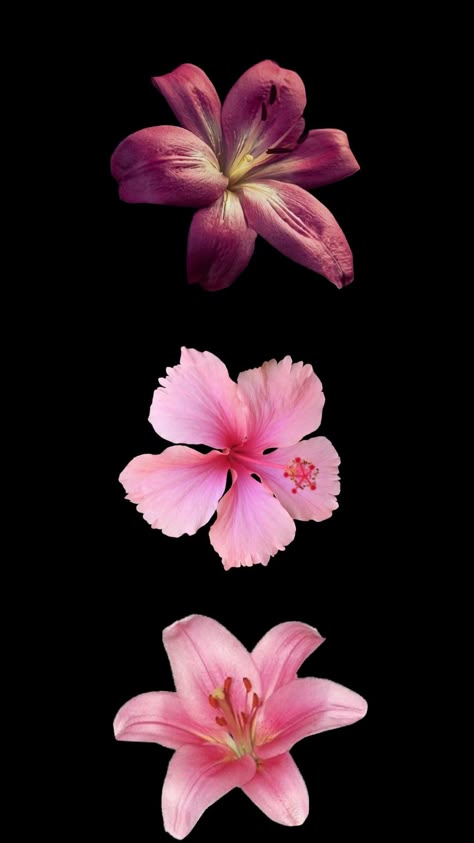 Pink Hibiscus Black Background, High Definition Flower Wallpapers, Lotus Flower Wallpaper Iphone Wallpapers, Realistic Flower Wallpaper, Hubiskis Flower Wallpaper, Hibiscus Wallpaper Black Background, Matching Flower Wallpaper, Habisquis Flower Wallpaper, Flower With Black Background Wallpaper