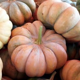 Pumpkin Seeds - On Sale Now...by the Packet or in Bulk! Heirloom Pumpkins, Pumpkin Cottage, Fast Growing Vegetables, Types Of Pumpkins, Fall Perennials, Planting Pumpkins, Pumpkin Squash, Lily Bulbs, Fall Bulbs