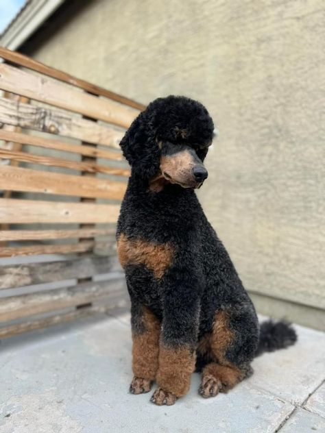 Cool Poodle Haircuts, Poodle Haircuts Standard, Shaved Poodle Haircut, Phantom Standard Poodle, Male Standard Poodle Haircut Styles, Black Standard Poodle Haircut Styles, Male Poodle Haircut Styles, Poodle Mullet, Standard Poodle Teddy Bear