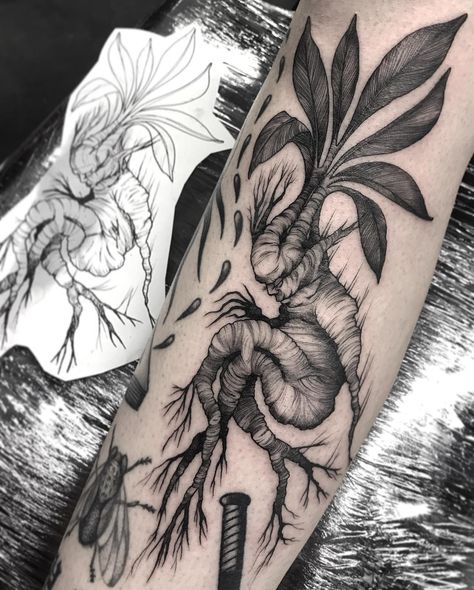 Urban Legend Tattoo, Mandrake Tattoo Design, Mandrake Drawing, Deadly Plant Tattoo, Monster Tattoo Ideas, Mandrake Tattoo, Creepy Plant Tattoo, Botanical Back Tattoo, Mandrake Illustration