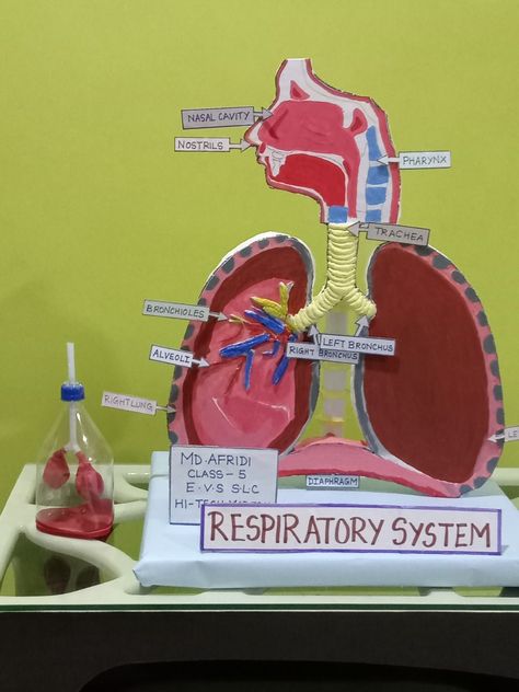 Respitory System Projects, Model On Respiratory System, Respiratory Model Project, Respitory System Model, Human Respiratory System Model, Diy Lung Model, Working Model Of Respiratory System, 3d Respiratory System Project, Excretory System Model