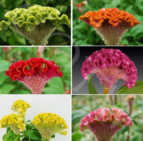 Brain Flowers, Celosia Cristata, Celosia Argentea, Celosia Flower, Wool Flowers, Mix Colour, Indoor Trees, Garden Shrubs, Rock Garden Landscaping