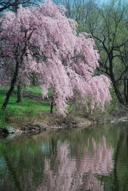 Kwanzan Cherry Tree Problems | Garden Guides Cherry Tree Tattoos, Trees Images, Cherry Blossom Tree Tattoo, Blossom Tree Tattoo, Flower Trees, Weeping Cherry Tree, Weeping Trees, Weeping Cherry, Sakura Tree